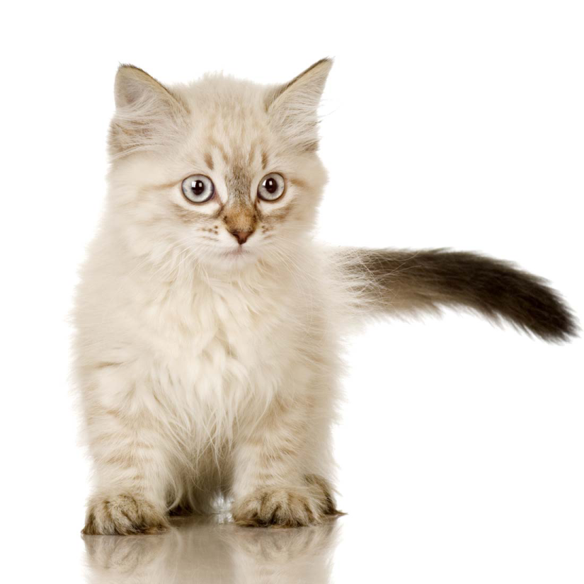a small kitten standing on its hinds