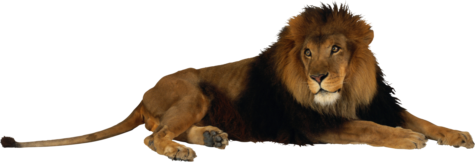 a lion laying down on the ground