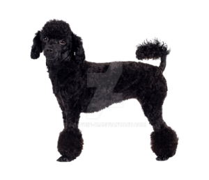 a black poodle dog standing on a white background
