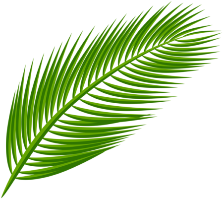 a palm leaf on a white background