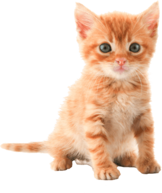 a small kitten sitting on top of a white surface