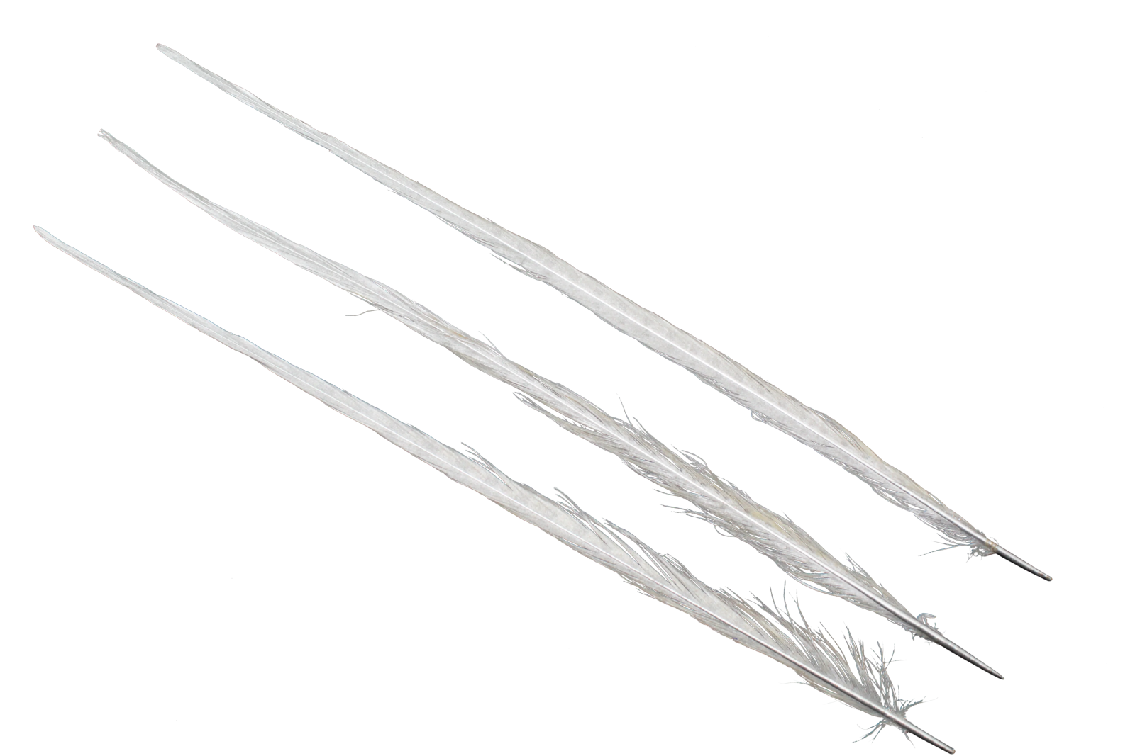 two white feathers on a white background