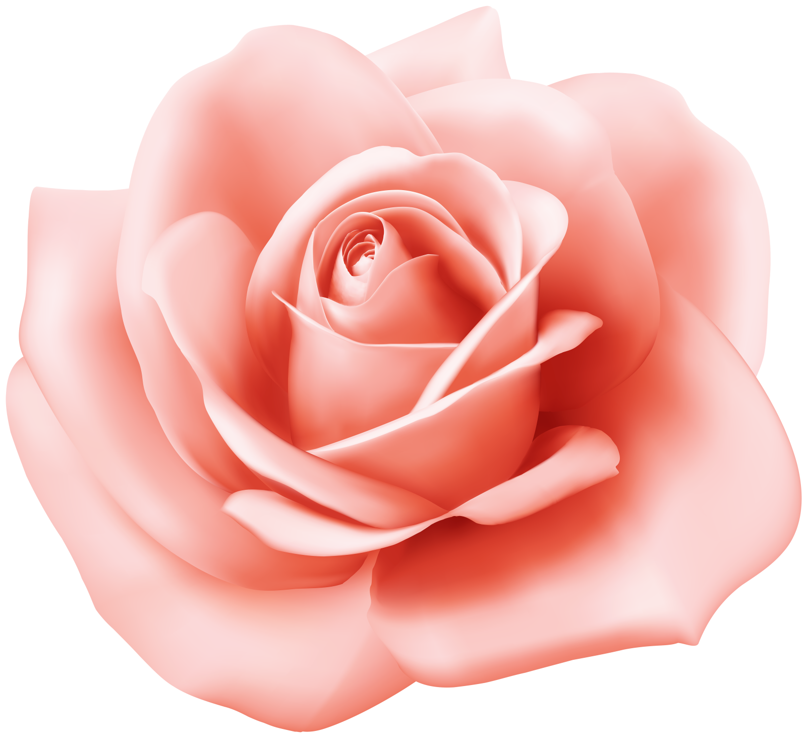 a pink rose flower on a white background