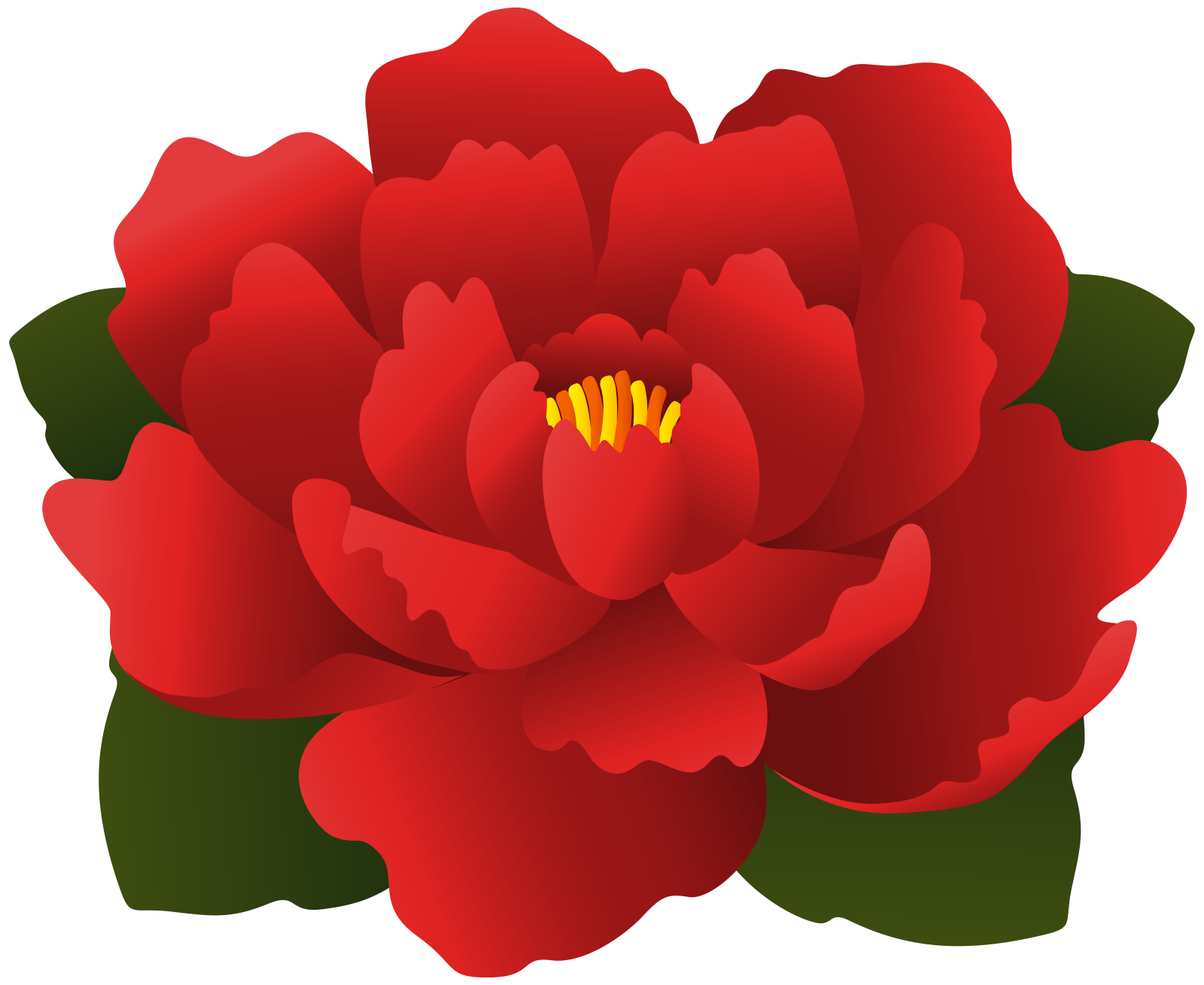 a red flower on a white background
