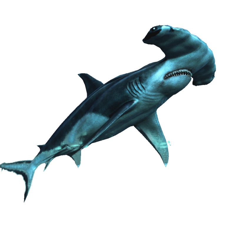 an image of a great white shark