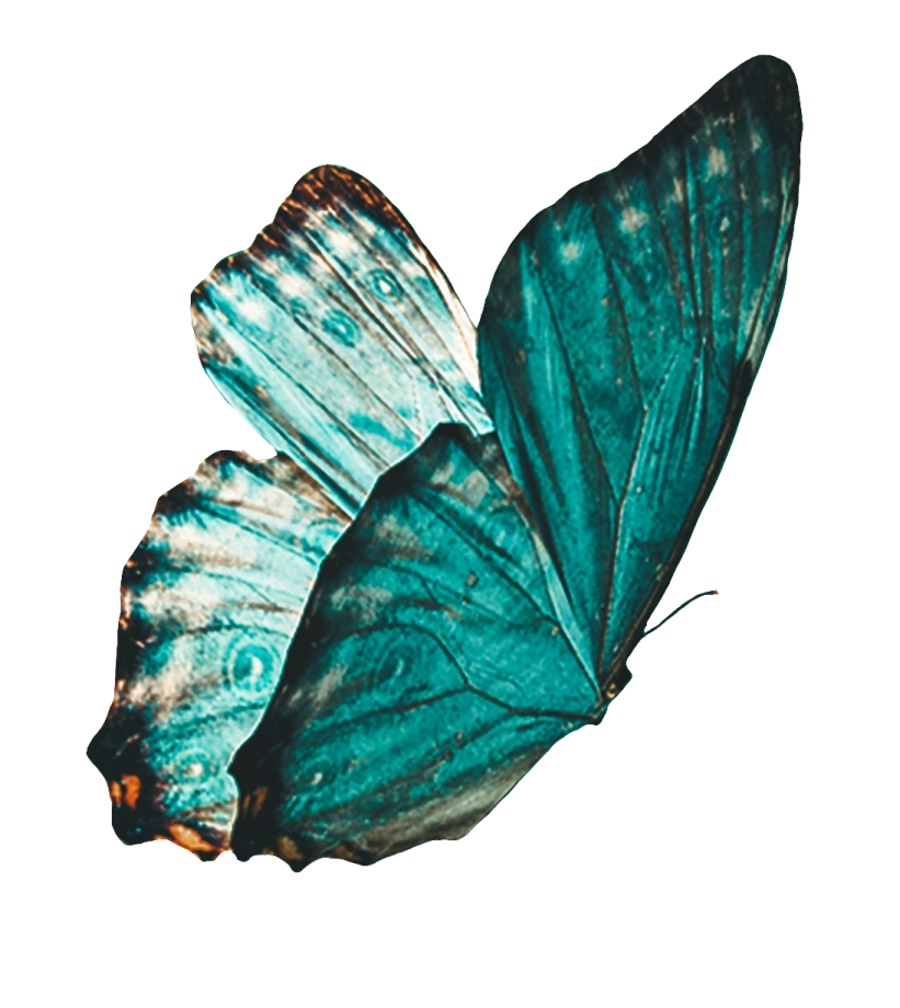 a blue butterfly on a white background