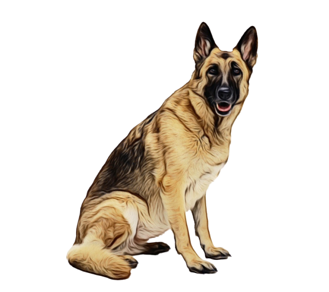 a drawing of a german shepherd dog