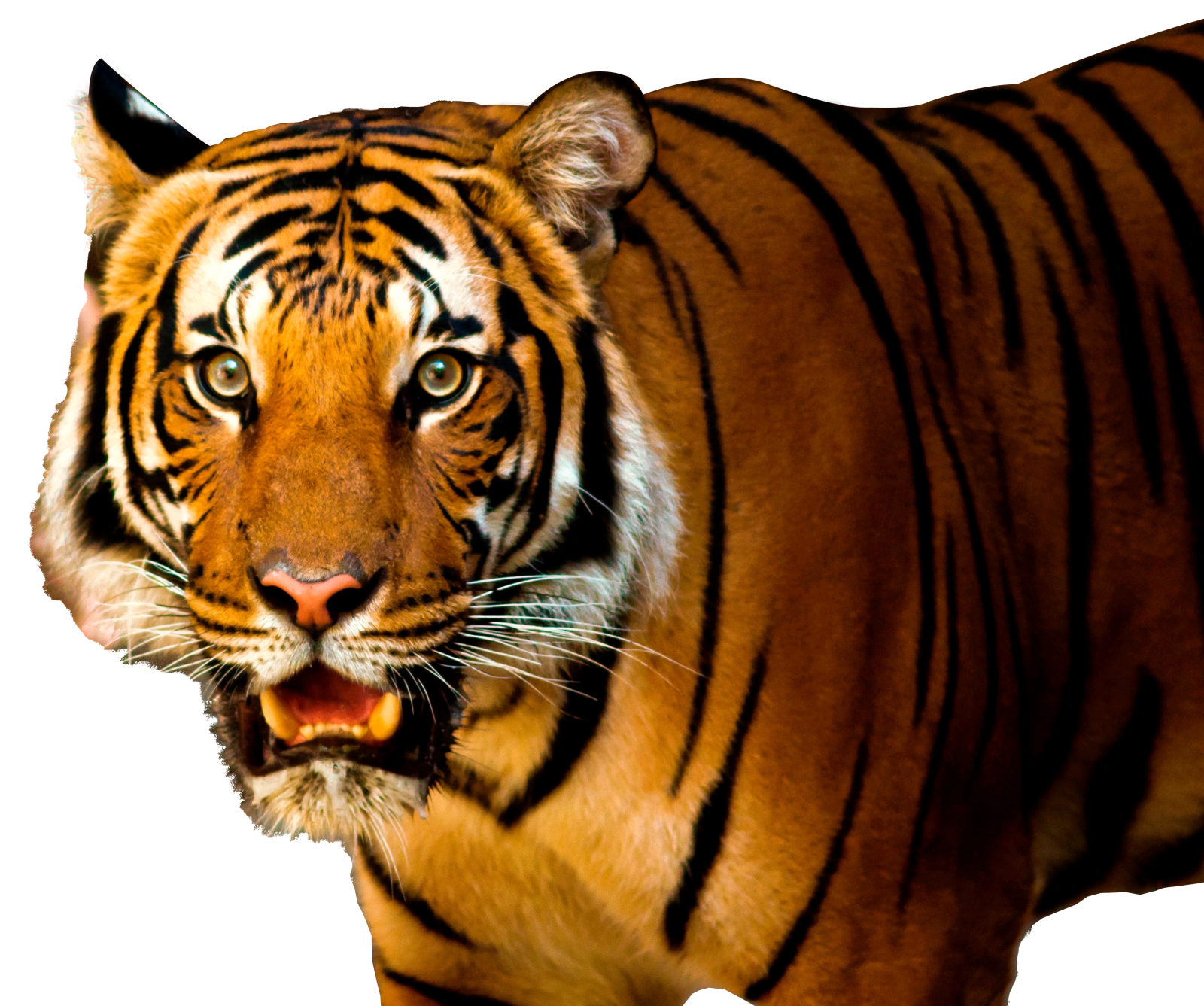 a close up of a tiger on a white background