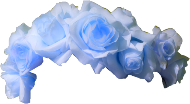 blue roses on a white background