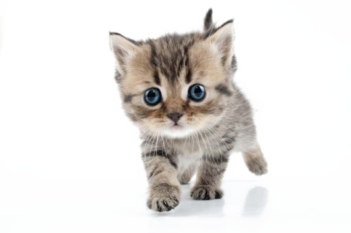 a small kitten walking across a white surface