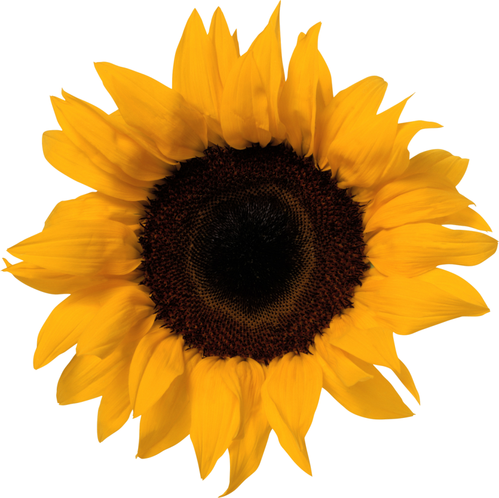 a yellow sunflower on a white background