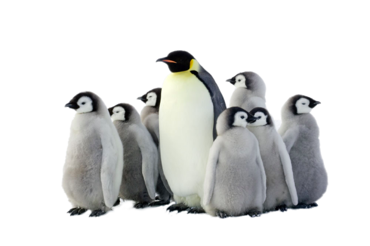 a group of penguins standing next to each other penguins