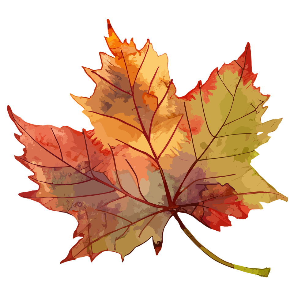 a colorful maple leaf