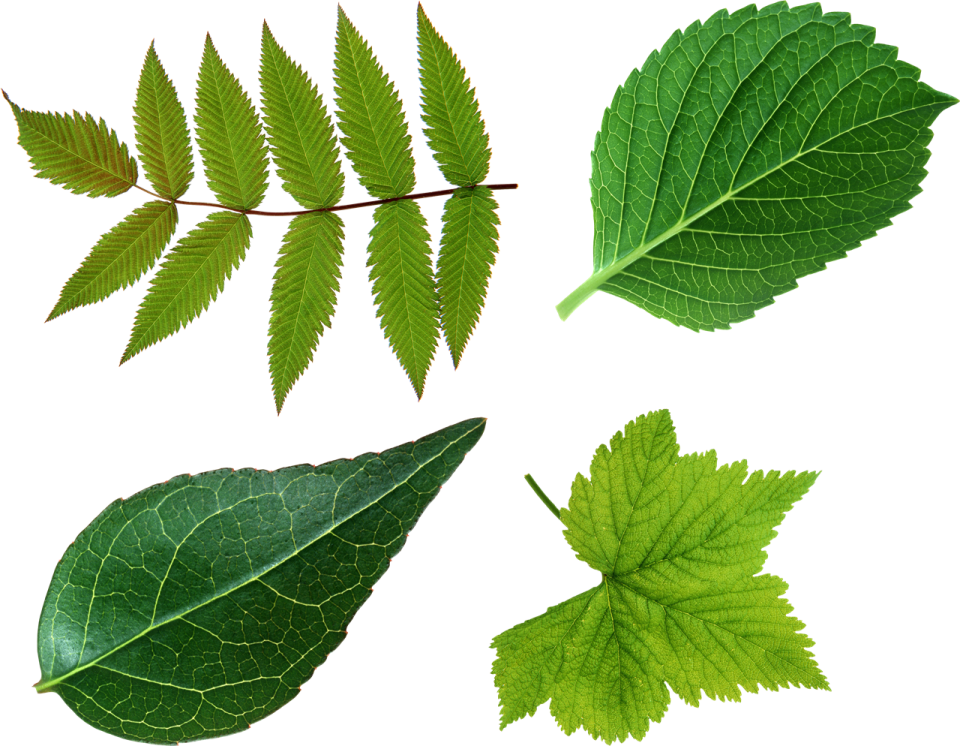 a collection of green leaves