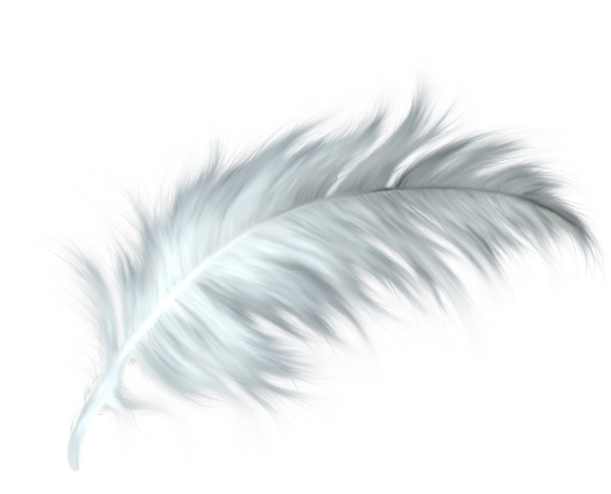 white feather on a white background