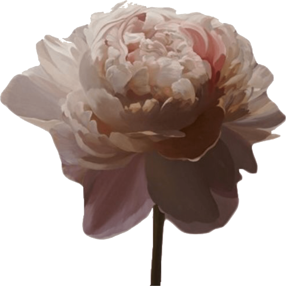 a pink flower on a white background