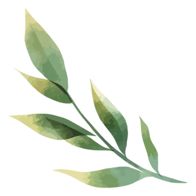 a green leaf on a white background