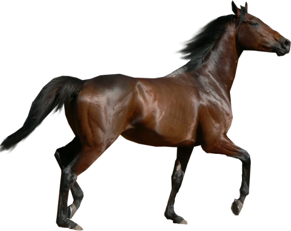 a brown horse running across a white background