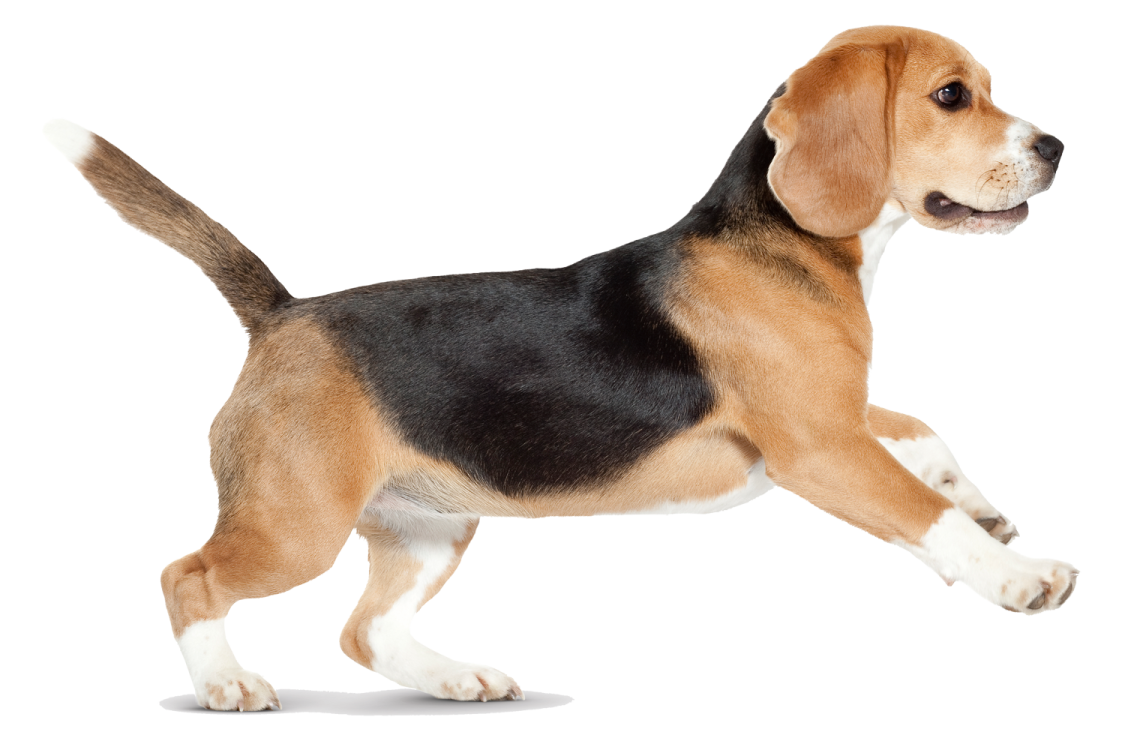 a small black and tan dog standing up