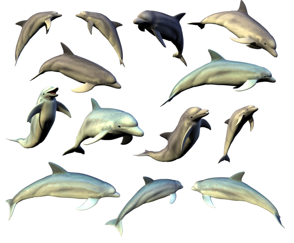a group of dolphins swimming together