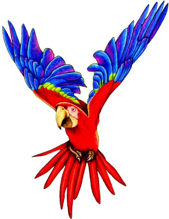 a drawing of a parrot flying in the air