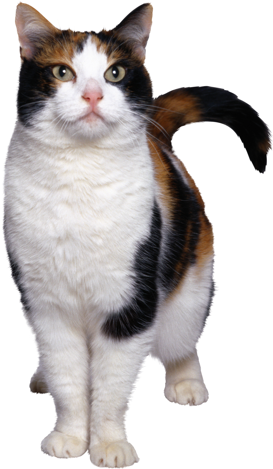 a black, white and brown cat standing up