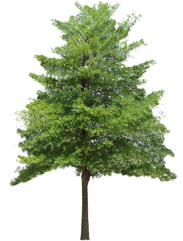 a tree on a white background