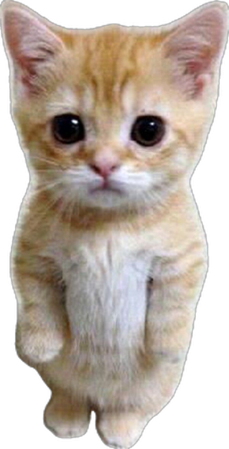 a small kitten sitting on its hinds
