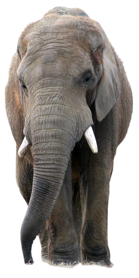 an elephant is standing in front of the camera