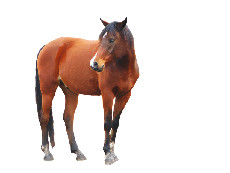a brown horse standing on top of a white field