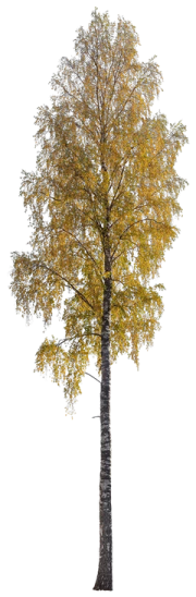 a tree with yellow leaves on it