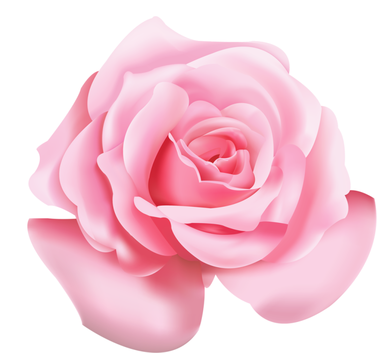 a pink rose on white background