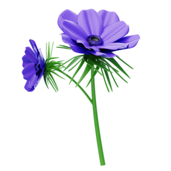 a purple flower on a white background
