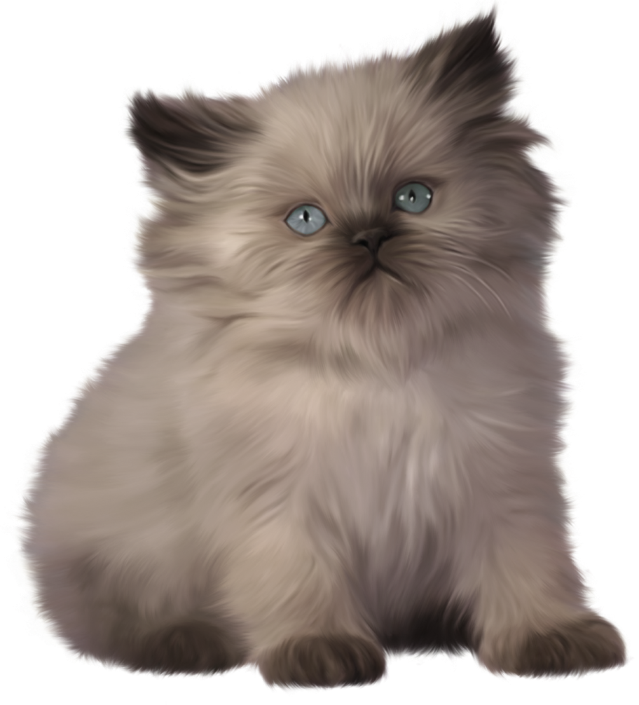 a cat with blue eyes sitting down