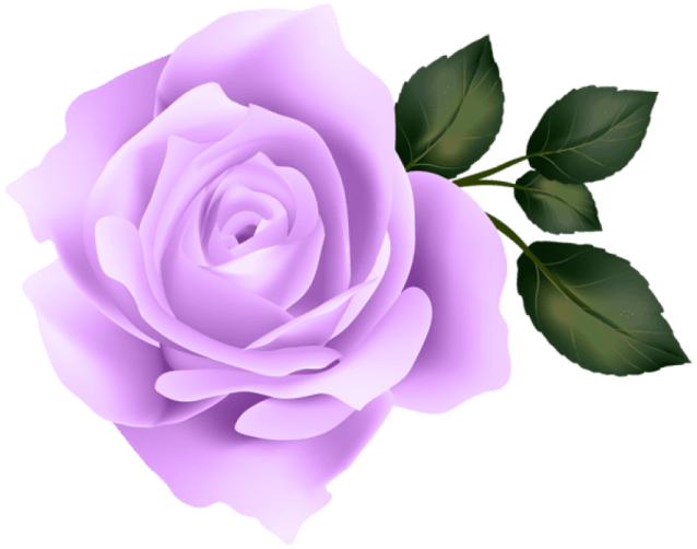 a purple rose on a white background