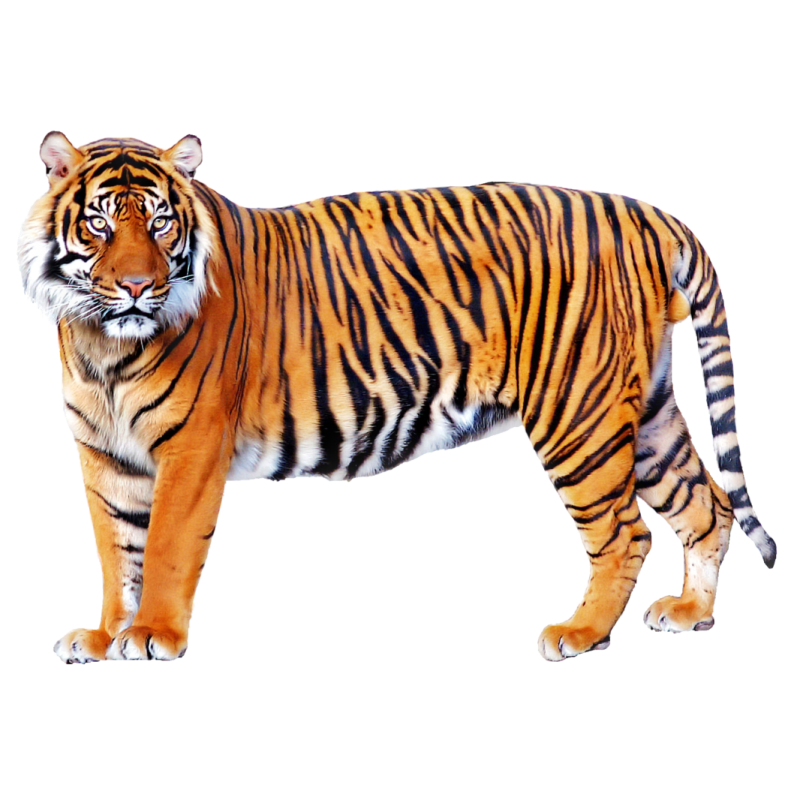 a tiger standing in front of a white background