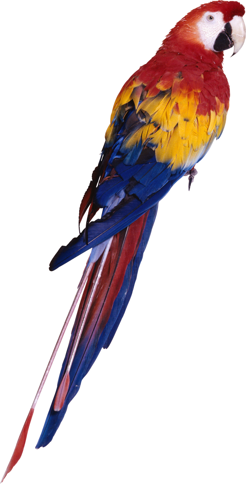 a colorful bird perched on top of a tree branch
