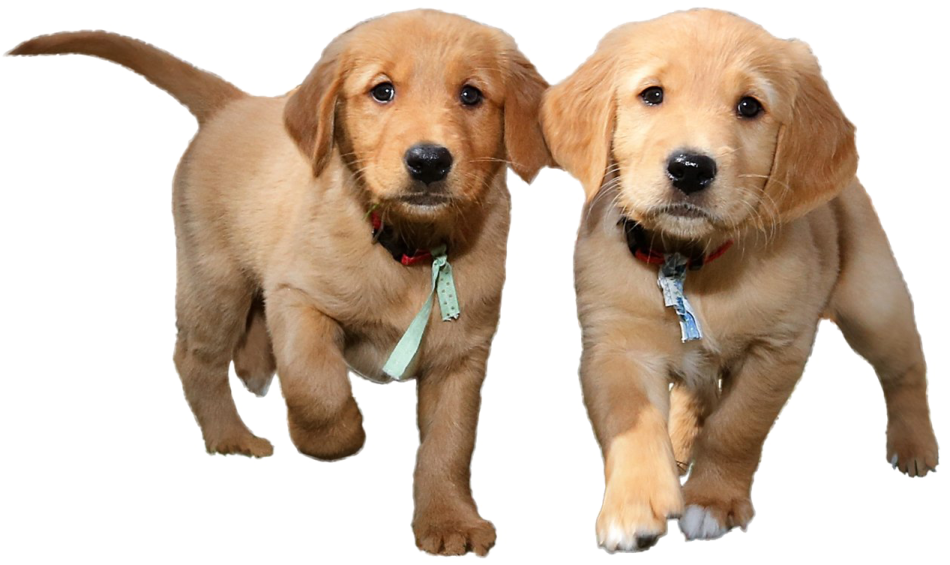 two pup running in the air