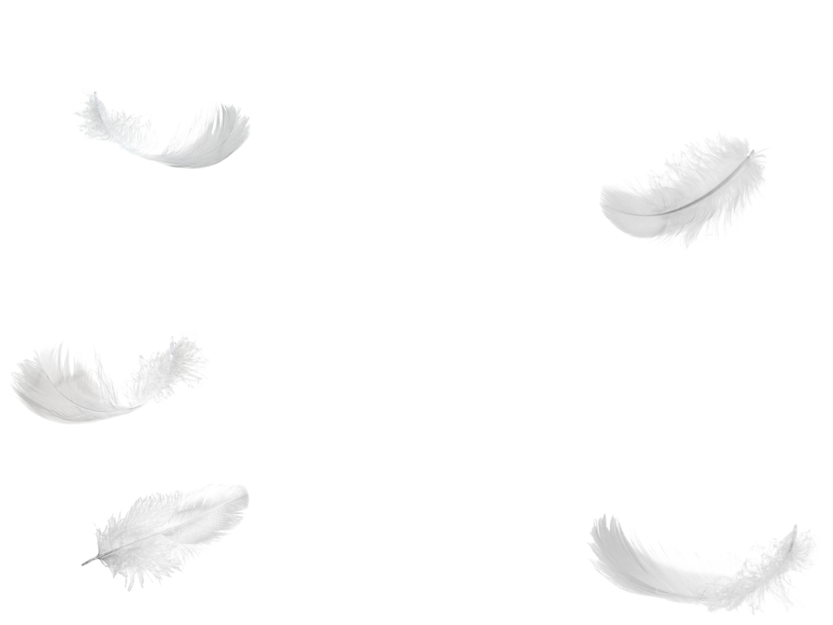 white feathers on a white background