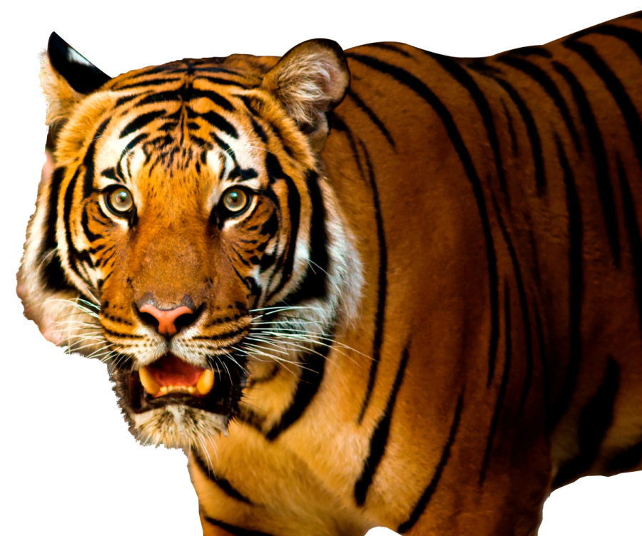 a close up of a tiger on a white background