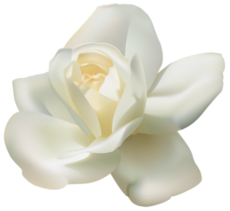 a white rose flower