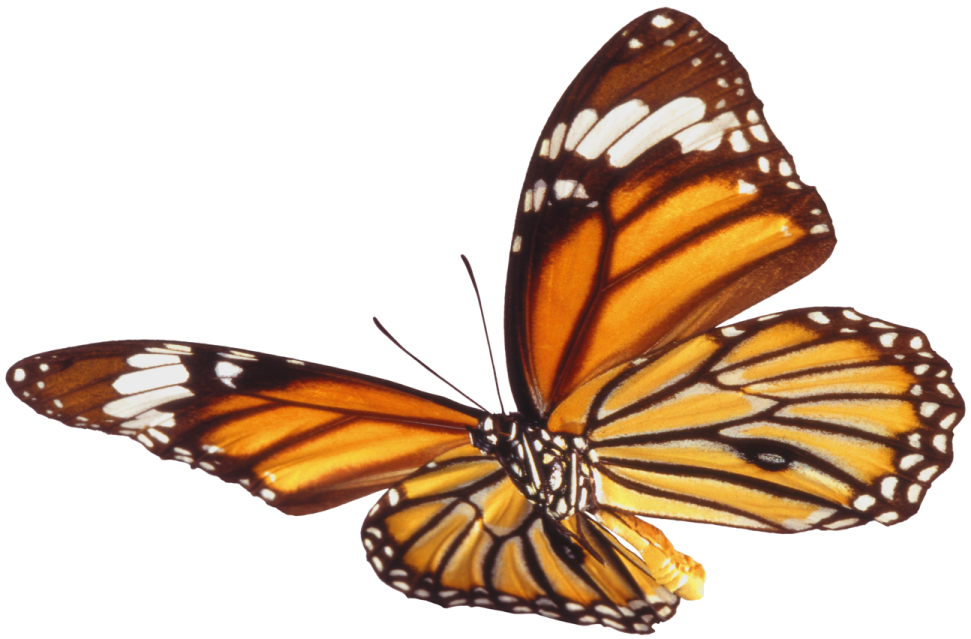a monarch butterfly on a white background