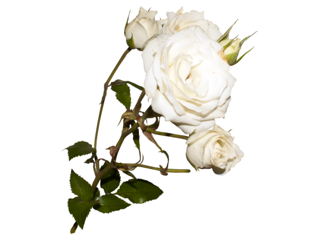 a single white rose on a white background