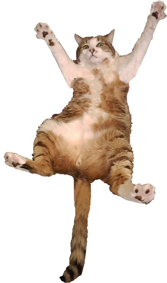 a brown and white cat jumping in the air