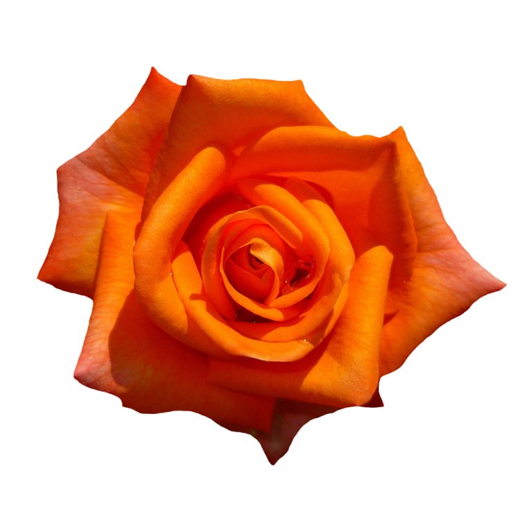 a single orange rose on a white background