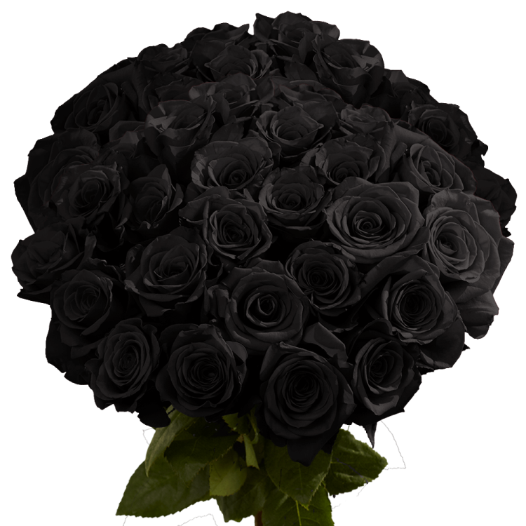 a bouquet of black roses with green leaves