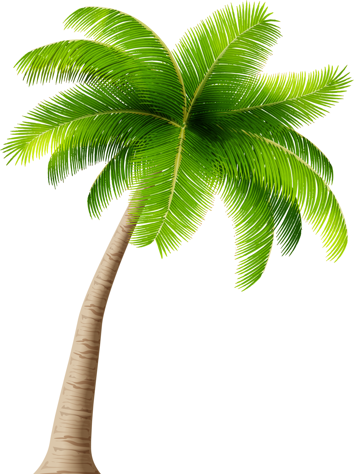a palm tree on a white background