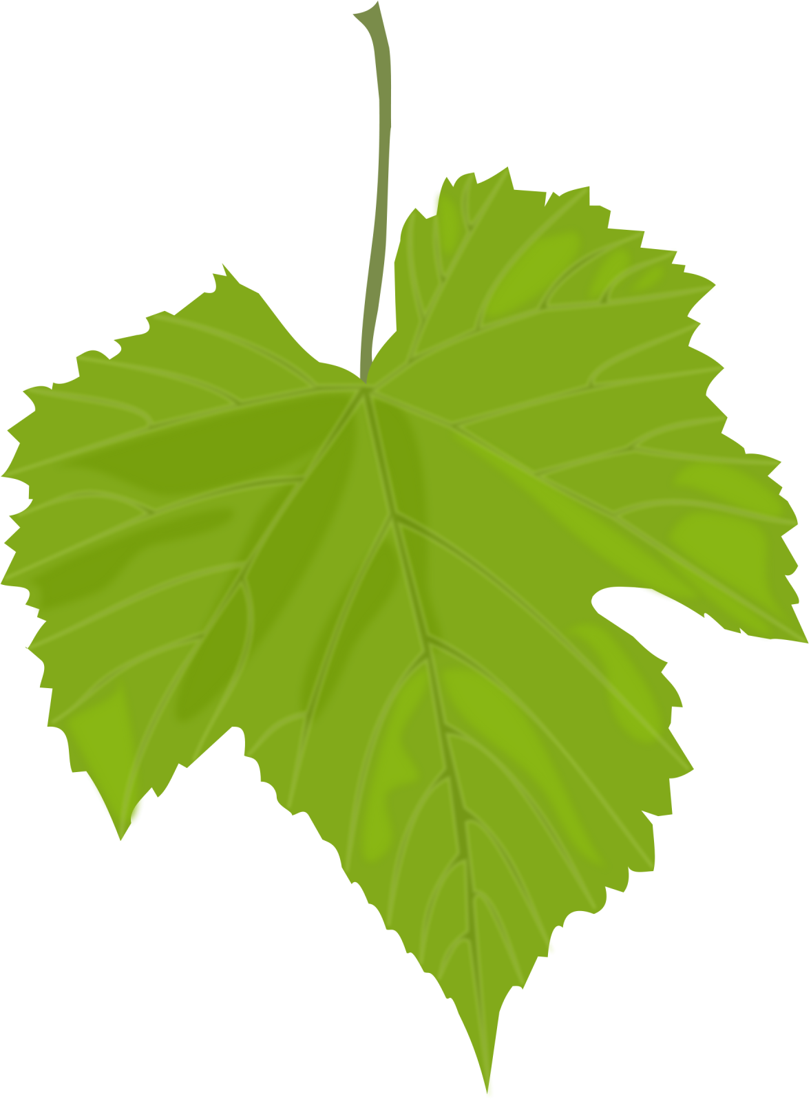 a green leaf on a white background