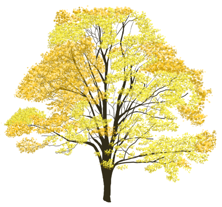 a tree with yellow leaves on it