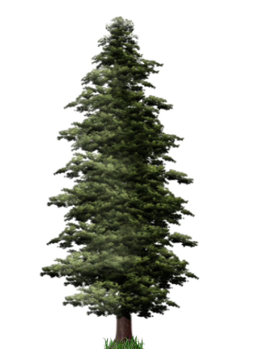 a pine tree on a white background